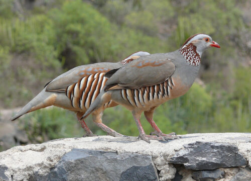 Bird Watching in Gibraltar: A Haven for Avian Enthusiasts